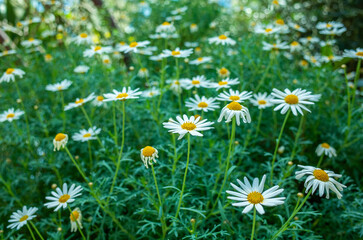 シンガポールのフラワーガーデン
