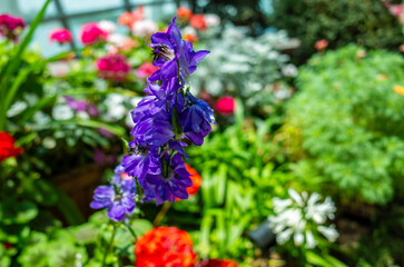 シンガポールのフラワーガーデン