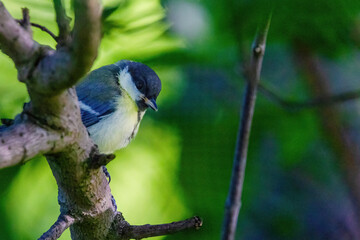Obraz premium A small bird is perched on a branch in a tree
