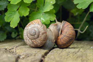 Pairing of Roman snails (Helix pomatia). Hermaphroditic reproduction.