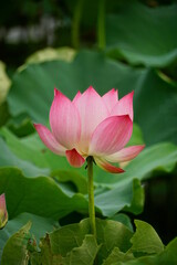 Close-up of lotus flowers blooming in the lake