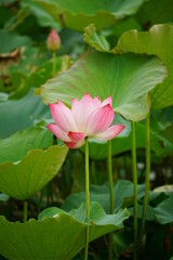 Fototapeta premium Close-up of lotus flowers blooming in the lake