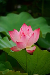 Close-up of lotus flowers blooming in the lake
