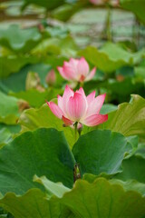 Close-up of lotus flowers blooming in the lake