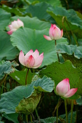 Close-up of lotus flowers blooming in the lake