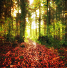 Obraz premium Nature, landscape and forest in autumn sunshine for conservation, sustainability or biodiversity. Empty, environment and trees with fall foliage for greenery, exploration or ecosystem in Romania
