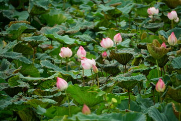 Close-up of lotus flowers blooming in the lake