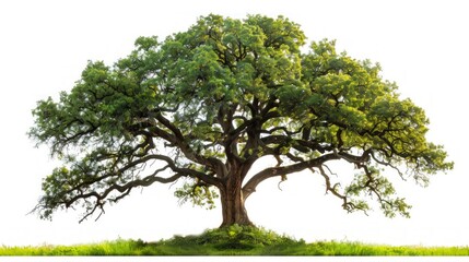 Fototapeta premium A majestic oak tree with sprawling branches and lush green leaves, standing alone with no background