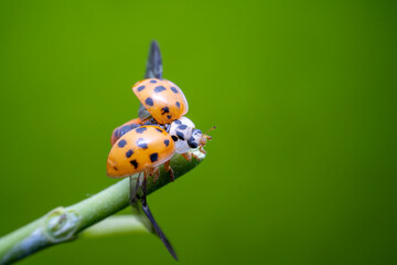 Harmonia axyridis in the wild state