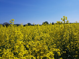 Rape plants in bloom in the fields in spring in northern Germany