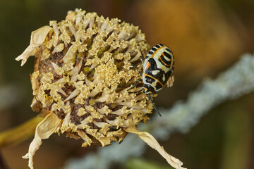 chinche de las crucíferas (Eurydema Ornata)