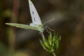 mariposa blanca euroasiática de la col (pieris rtapae) 