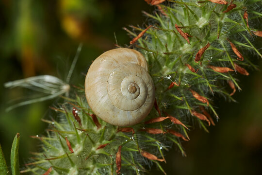 caracol com&uacute;n en un tallo verde 