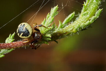 araña Napoleón, araña cangrejo, (Synema globosum)