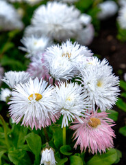 Vertical view of white Common Daisy- Monstrosa. Corsican Bellis Perennis Flower. © EdVal