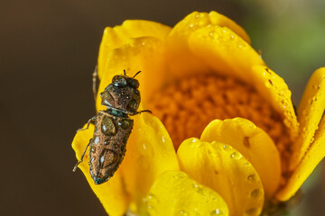 escarabajo barrenador metálico (Acmaeodera neglecta) 