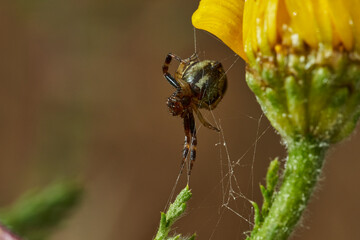 araña Napoleón, araña cangrejo, (Synema globosum)