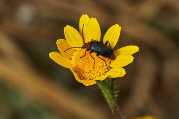 escarabajo de collar rojo (Dinoptera collaris)