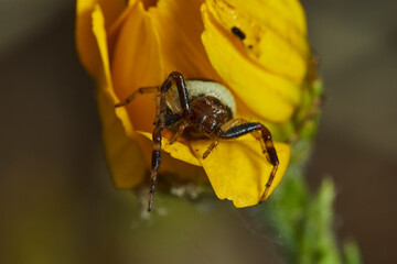 araña Napoleón, araña cangrejo, (Synema globosum)