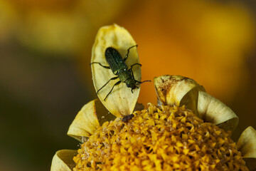 escarabajo verde (psilothrix viridicoerulea)