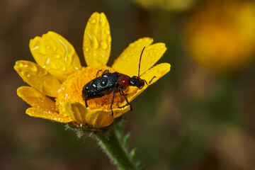 escarabajo de collar rojo (Dinoptera collaris)
