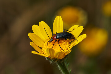 escarabajo de collar rojo (Dinoptera collaris)