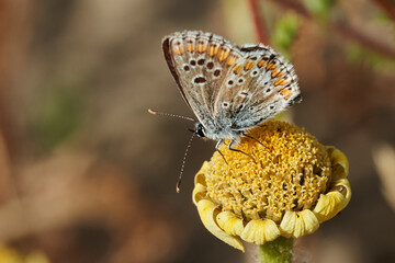 Obraz premium mariposa morena común (aricia cramera) 