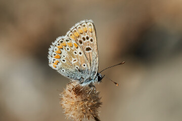 mariposa morena común (aricia cramera) 