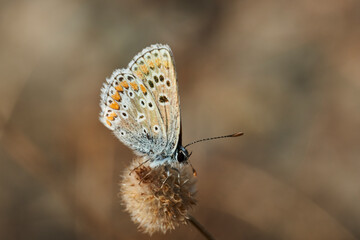 mariposa morena común (aricia cramera) 