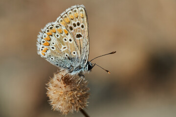 mariposa morena común (aricia cramera) 