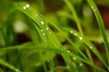 Single water drops on green grass after rain. Targeted focus and background blur