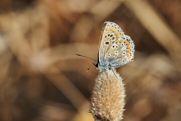 mariposa morena común (aricia cramera) 