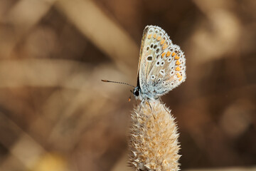 mariposa morena común (aricia cramera) 