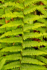 Close-up of a single, fresh, green fern branch of the ostrich fern (Matteuccia struthiopteris),...