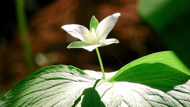【山野草】オオバナノエンレイソウ（大花延齢草）：Trillium camschatcense 240501-1