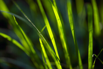 green grass background, nacka,sverige,sweden,stockholm,Mats