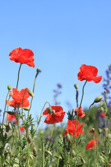 Naklejka premium Red poppy flower close-up against a blue sky. Spring flowers with large red petals. Close up of flowers with selective focus. Poppies on a sunny day