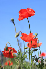 Naklejka premium Red poppy flower close-up against a blue sky. Spring flowers with large red petals. Close up of flowers with selective focus. Poppies on a sunny day