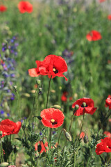 Red poppy flower among herbs close-up. Poppy flower on a background of green grass and other flowers. Spring flowers with large red petals. Close up of flowers with selective focus
