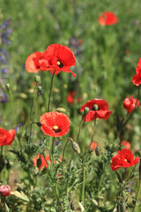 Red poppy flower among herbs close-up. Poppy flower on a background of green grass and other flowers. Spring flowers with large red petals. Close up of flowers with selective focus