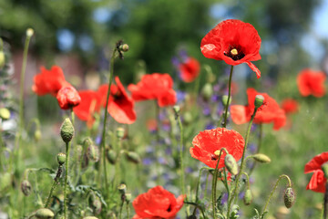 Obraz premium Red poppy flower among herbs close-up. Poppy flower on a background of green grass and other flowers. Spring flowers with large red petals. Close up of flowers with selective focus