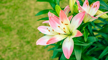 Obraz premium 百合の花