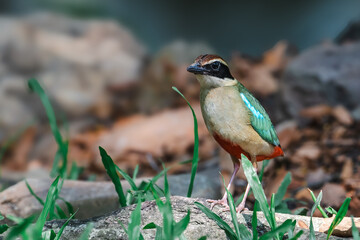 Fairy Pitta (Pitta Nympha) during migrating season