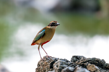 Fairy Pitta (Pitta Nympha) during migrating season