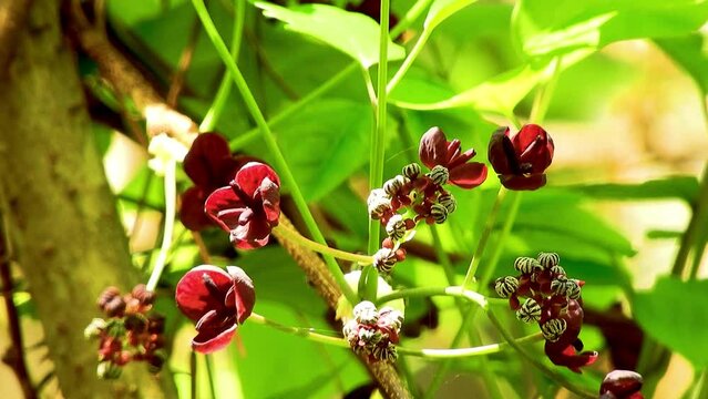 【山野草】ミツバアケビ（三葉木通、三葉通草）：Akebia trifoliata 240429-1