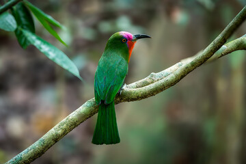 red-bearded bee-eater The bill is long and beaked, black. The tail has golden fur with a black tip. Both males and females have green feathers from the crown to the tip of their tails.