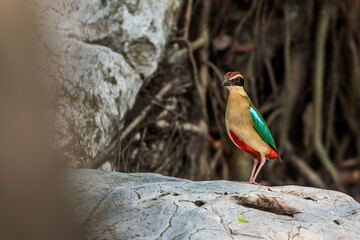 Fairy Pitta (Pitta Nympha) during migrating season