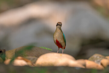 Fairy Pitta (Pitta Nympha) during migrating season