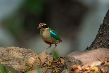 Fairy Pitta (Pitta Nympha) during migrating season