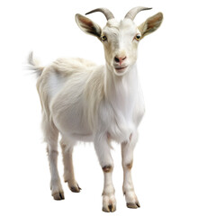 Fototapeta premium White Goat Isolated on White Transparent Background, png Element